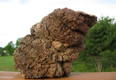 fossilized t rex poop